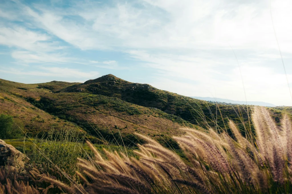 In the image, a hilly landscape on a summer day, with a blue sky and wheat stalks in the foreground.