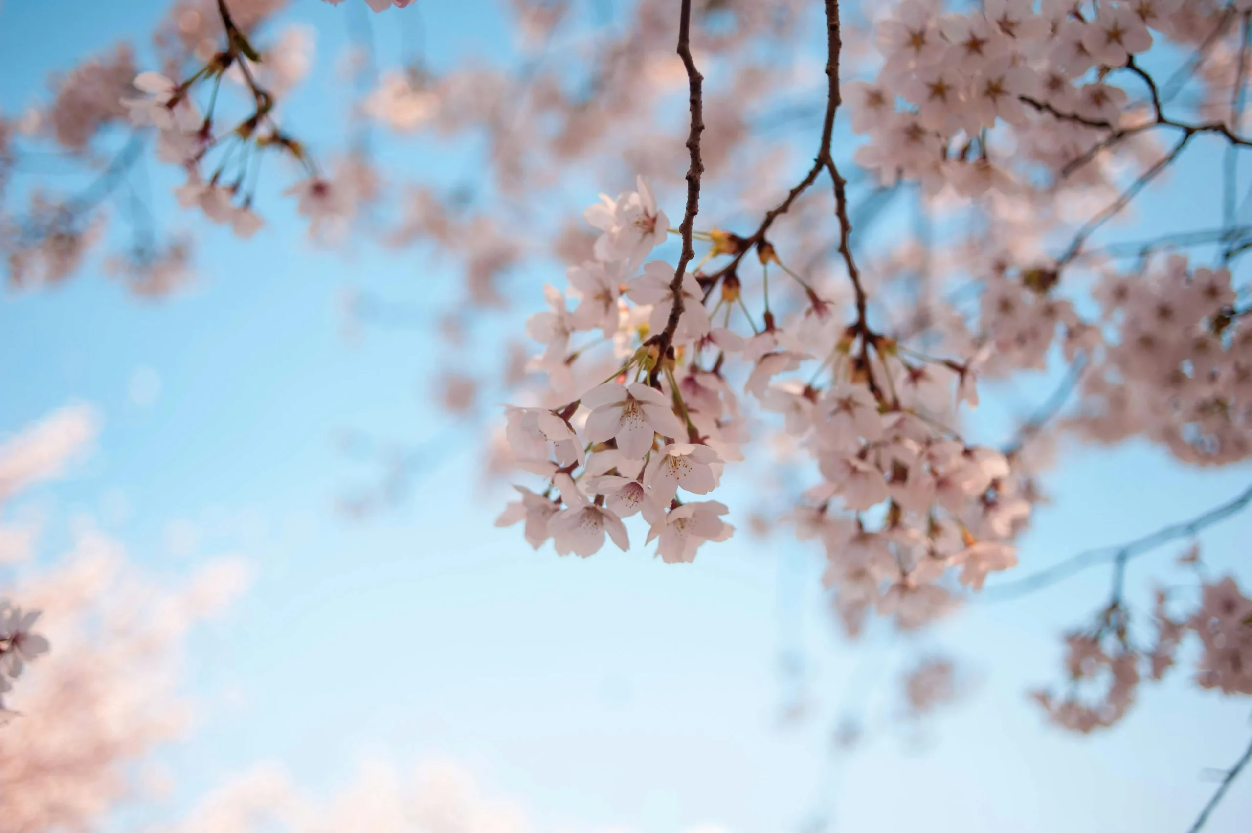 Primo piano di un ramo di ciliegio in fiore su sfondo di cielo azzurro